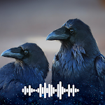 Cover Image of Download Raven sounds Ringtones  APK
