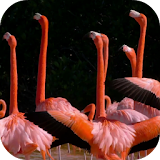 Flamingo video wallpapers icon