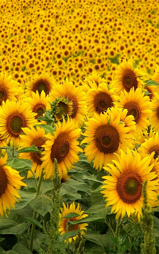 Sunflower Wallpapers