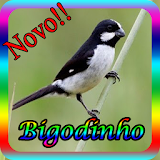 Canto De Bigodinho New icon