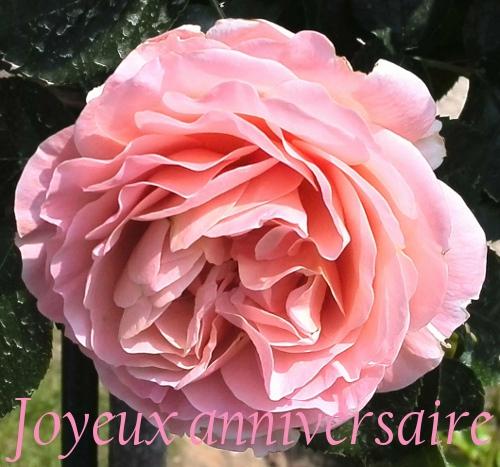 Download Joyeux Anniversaire Free For Android Joyeux Anniversaire Apk Download Steprimo Com