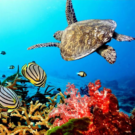 Android application Turtles Jigsaw Puzzles screenshort