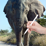 Cover Image of Download How To Draw Elephant Tutorials 9.8 APK
