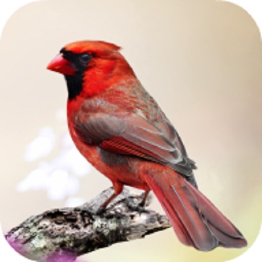 Cardinal Bird Sounds logo