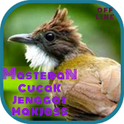 Masteran Cucak Jenggot Makjoss OFFLINE