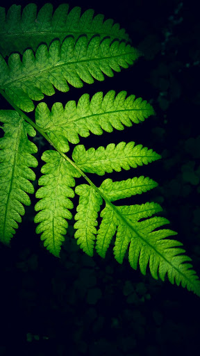 Android application Mobile Wallpapers screenshort