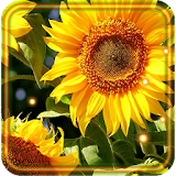 Sunflowers Free 2016 icon