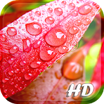 Cover Image of Unduh Spring Leaf wallpapers  APK