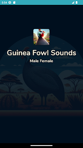 Guinea Fowl Sounds Male Female