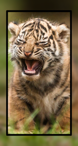 Baby Tiger Wallpaper Cute HD