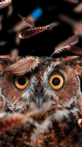 Owl wallpapers Screen 3