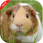 Cute Guinea Pig Wallpapers