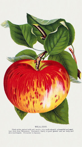 Android application Fruit and Vegetable Wallpaper screenshort