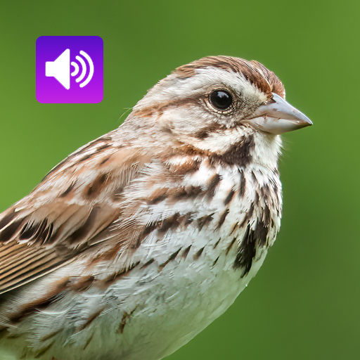 Sparrow Bird: Sound & Ringtone logo