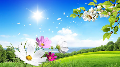 Android application Summer Background Images screenshort