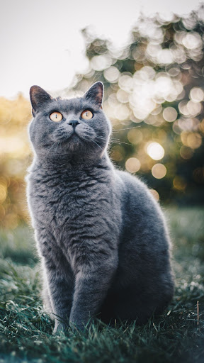 British Shorthair Screen 2