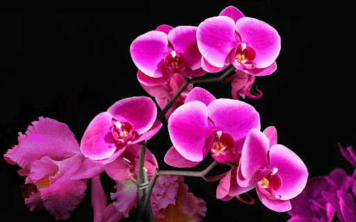 Android application Orchids Wallpapers screenshort