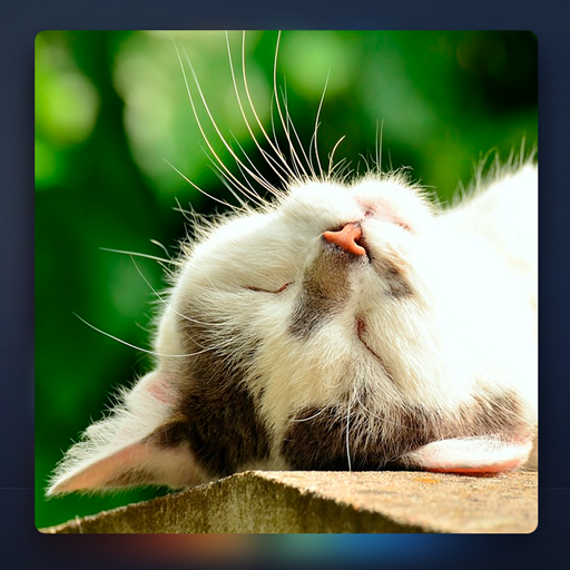 Musique Tres Calmante Pour Chat Applications Sur Google Play