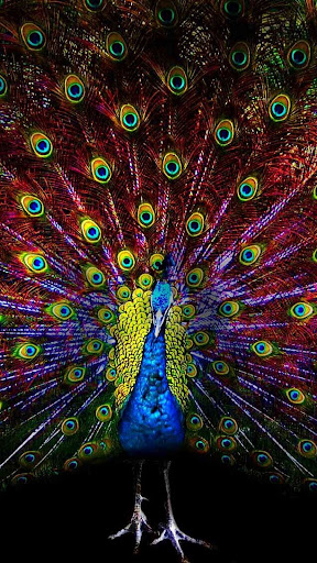 Peacock Wallpaper Screen 2