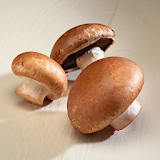 Mushroom Short Course icon