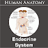 Endocrine System1.1