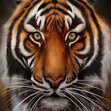 Tiger Jigsaw icon