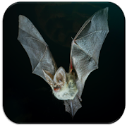 Bat sounds