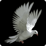 Flap Pigeon Flap icon