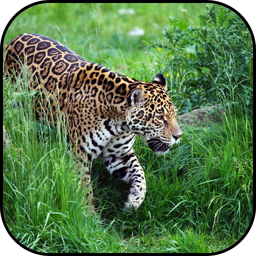 Jaguar Wallpaper Und Hintergrunde Apps Bei Google Play