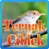 Ternak Ciblek icon