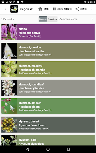 Screenshot of Oregon Wildflowers