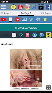 Klitoris - Anatomie