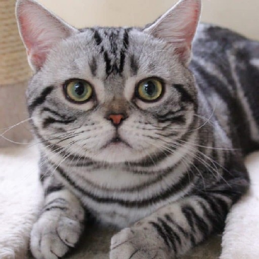 American Shorthair logo