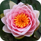 Lotus Wallpapers icon