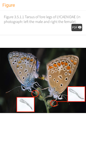 BUTTERFLIES - The book Screen 3