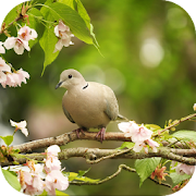 Top 30 Personalization Apps Like Dove. Animal Wallpapers - Best Alternatives