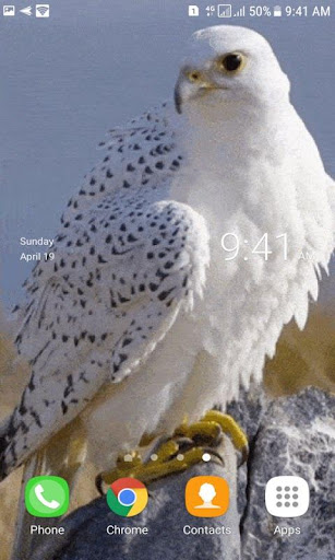 White Eagle Live Wallpaper