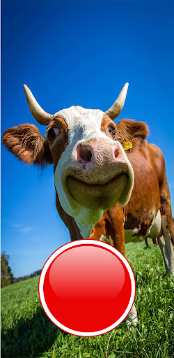 Mooo Screen 2