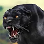 Black Panther Wild Animal Life
