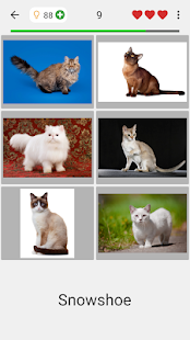 Cats Quiz - Guess Photos of All Popular Cat Breeds