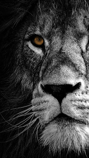 Download Lion Wallpapers 4K Free for Android - Lion Wallpapers 4K APK  Download 