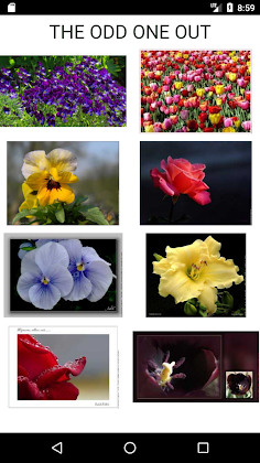What Kind of Flower Are You ? - Screenshot 2