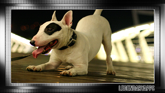 Bull Terrier Wallpaper APK (Android App) - Descarga Gratis