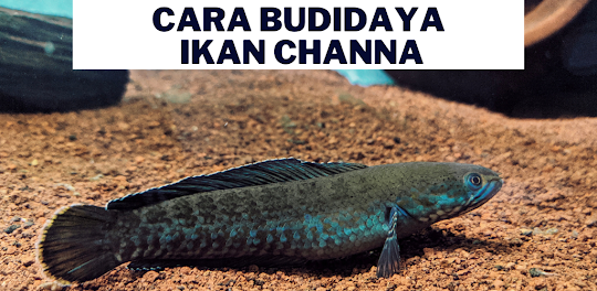 Cara Budidaya ikan Channa