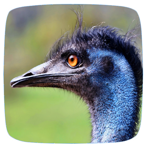 Ostrich & Emu Sounds logo