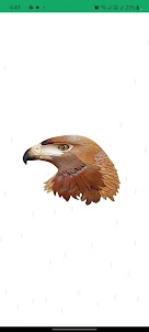 Upper Egypt Eagle
