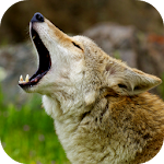 Cover Image of 下载 Coyote Sounds  APK