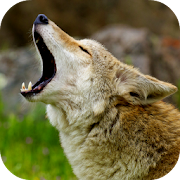 Top 20 Music & Audio Apps Like Coyote Sounds - Best Alternatives