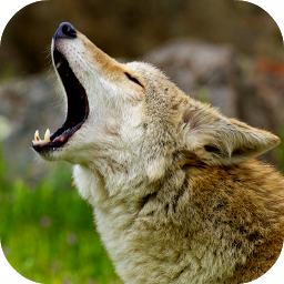 આઇકનની છબી Coyote Sounds