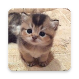 Best Cute Cats Pictures icon